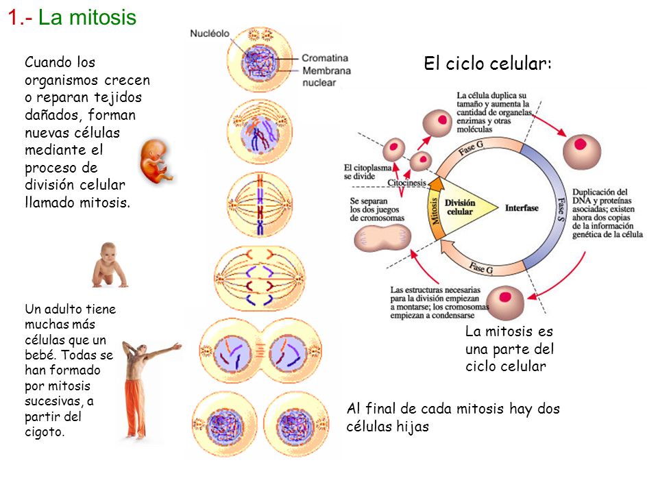1.- La mitosis El ciclo celular:
