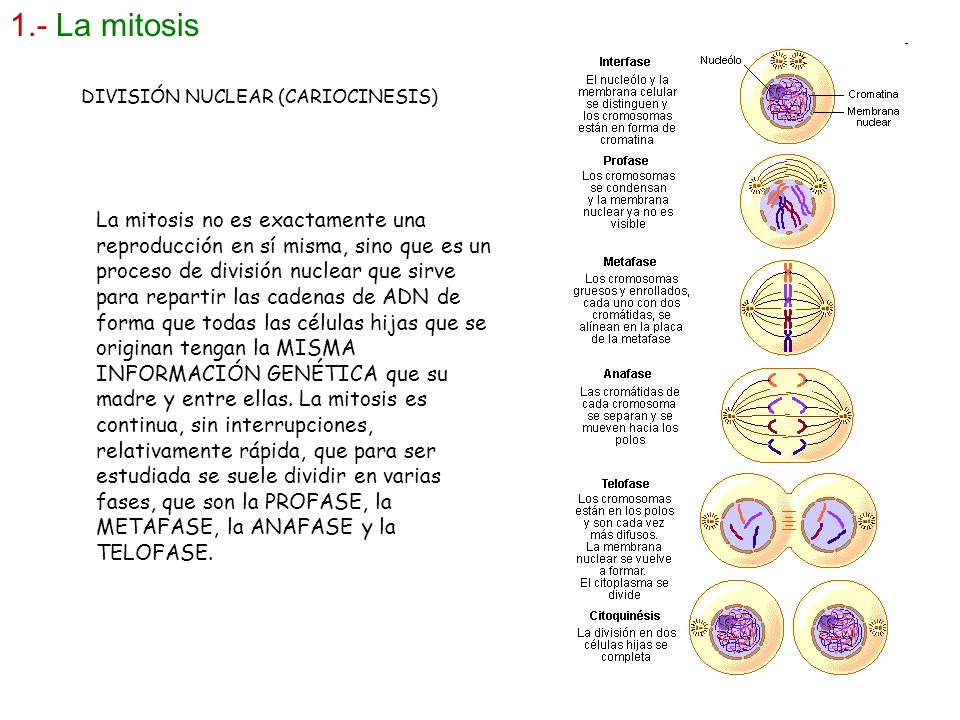 1.- La mitosis DIVISIÓN NUCLEAR (CARIOCINESIS)