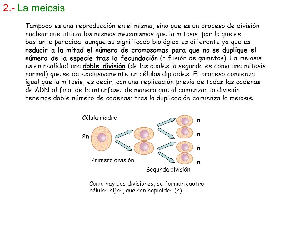 2.- La meiosis