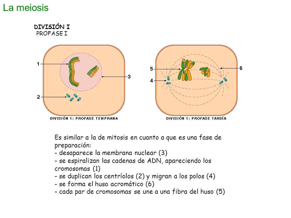 La meiosis DIVISIÓN I. PROFASE I. Es similar a la de mitosis en cuanto a que es una fase de preparación: