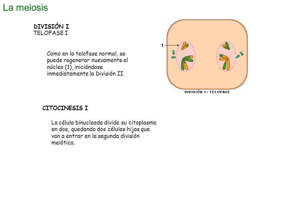 La meiosis DIVISIÓN I TELOFASE I