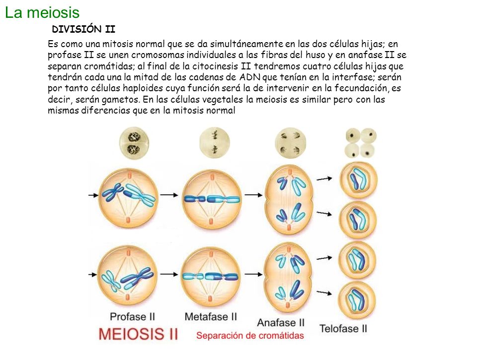 La meiosis DIVISIÓN II.