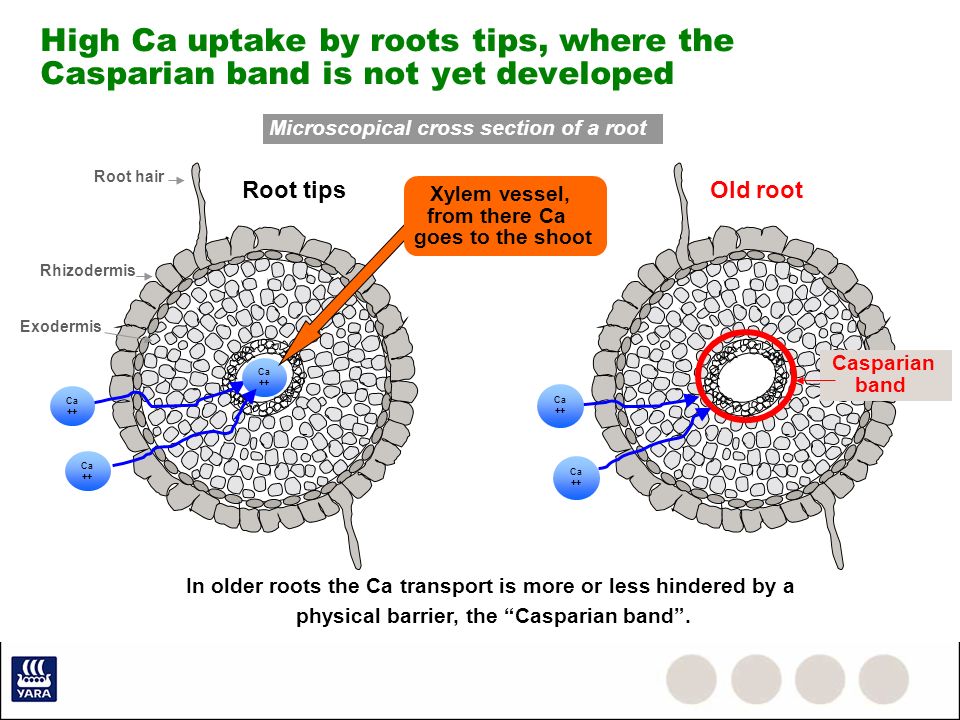 High Ca uptake by roots tips, where the Casparian band is not yet developed