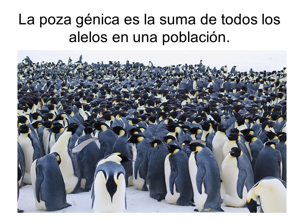 La poza génica es la suma de todos los alelos en una población.
