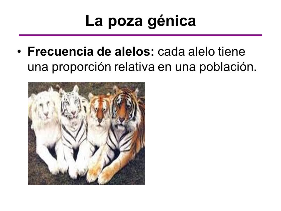 La poza génica Frecuencia de alelos: cada alelo tiene una proporción relativa en una población.