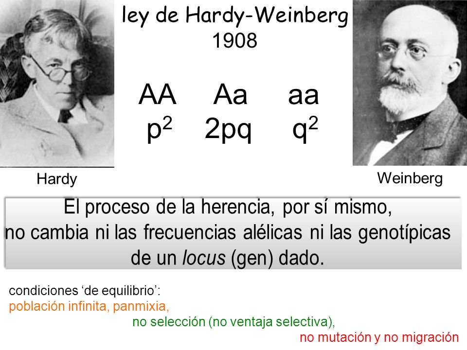 AA Aa aa p2 2pq q2 ley de Hardy-Weinberg 1908
