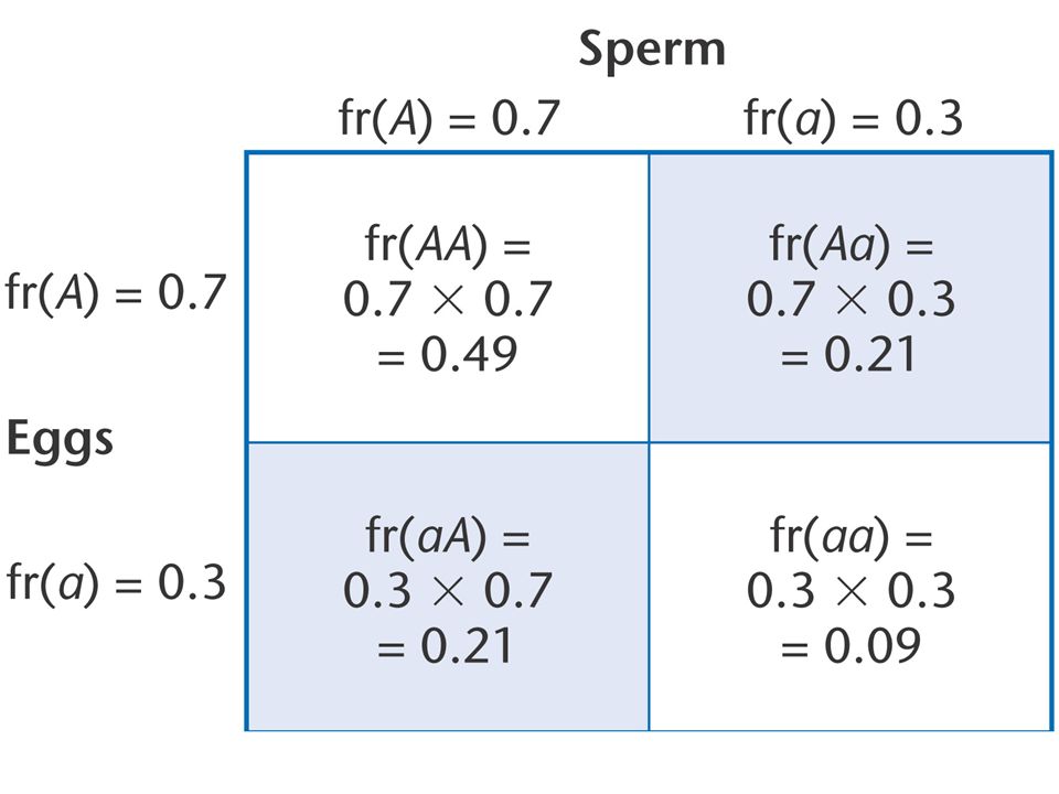 Figure Calculating genotype frequencies from allele frequencies