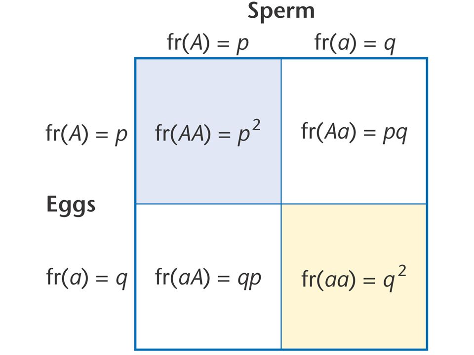Random mating produces genotypes in the proportions p2, 2pq, and q2.