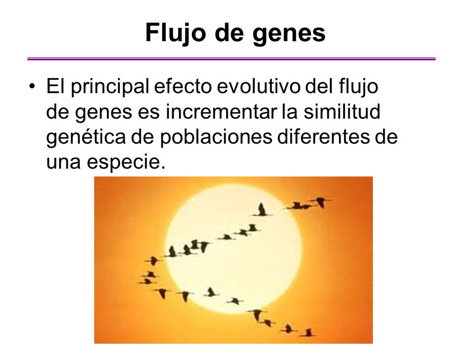 Flujo de genes El principal efecto evolutivo del flujo de genes es incrementar la similitud genética de poblaciones diferentes de una especie.