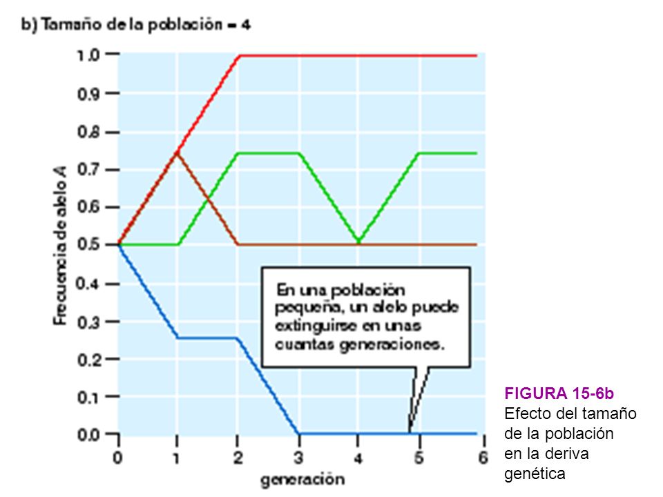FIGURA 15-6b Efecto del tamaño de la población en la deriva genética