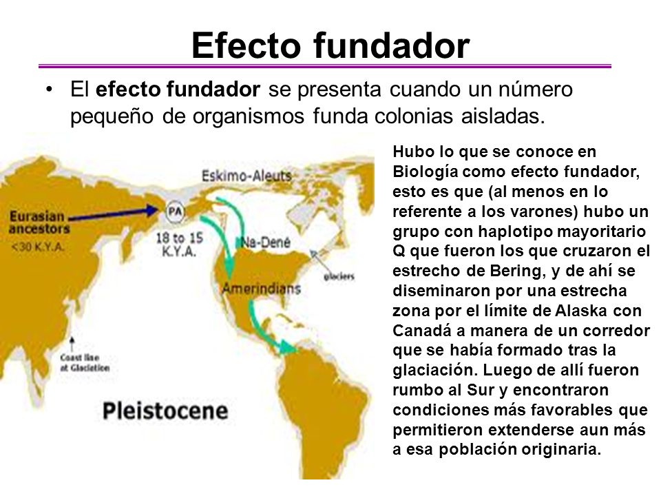 Efecto fundador El efecto fundador se presenta cuando un número pequeño de organismos funda colonias aisladas.
