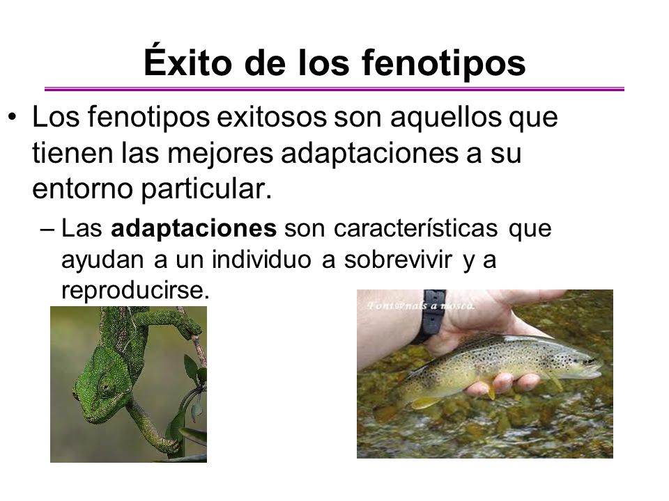 Éxito de los fenotipos Los fenotipos exitosos son aquellos que tienen las mejores adaptaciones a su entorno particular.