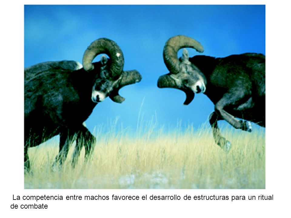 Figura La competencia entre machos favorece el desarrollo de estructuras para un ritual de combate