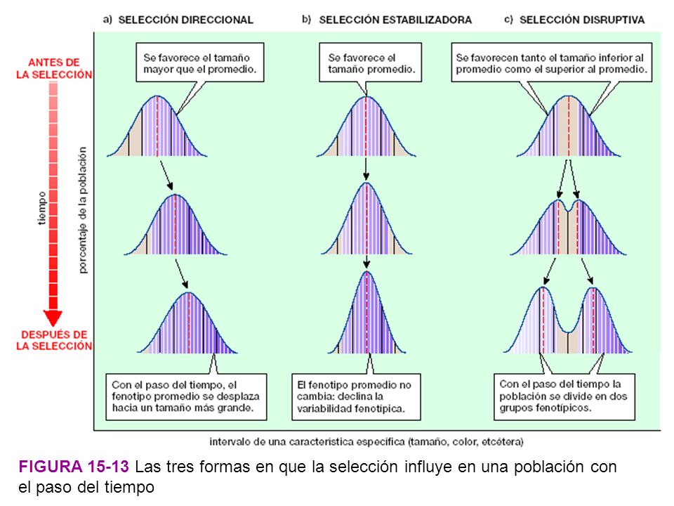 Figura Las tres formas en que la selección influye en una población con el paso del tiempo