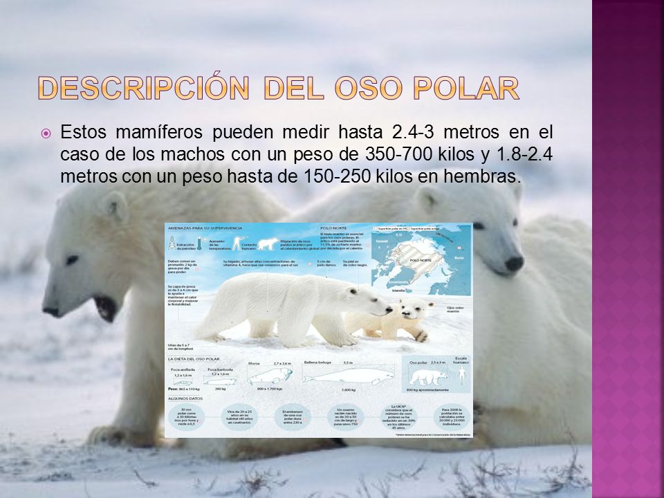 Descripción del oso polar