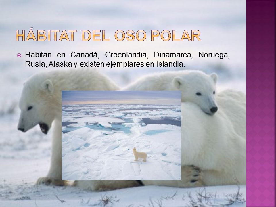 Hábitat del oso polar Habitan en Canadá, Groenlandia, Dinamarca, Noruega, Rusia, Alaska y existen ejemplares en Islandia.
