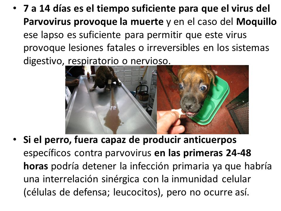 7 a 14 días es el tiempo suficiente para que el virus del Parvovirus provoque la muerte y en el caso del Moquillo ese lapso es suficiente para permitir que este virus provoque lesiones fatales o irreversibles en los sistemas digestivo, respiratorio o nervioso.