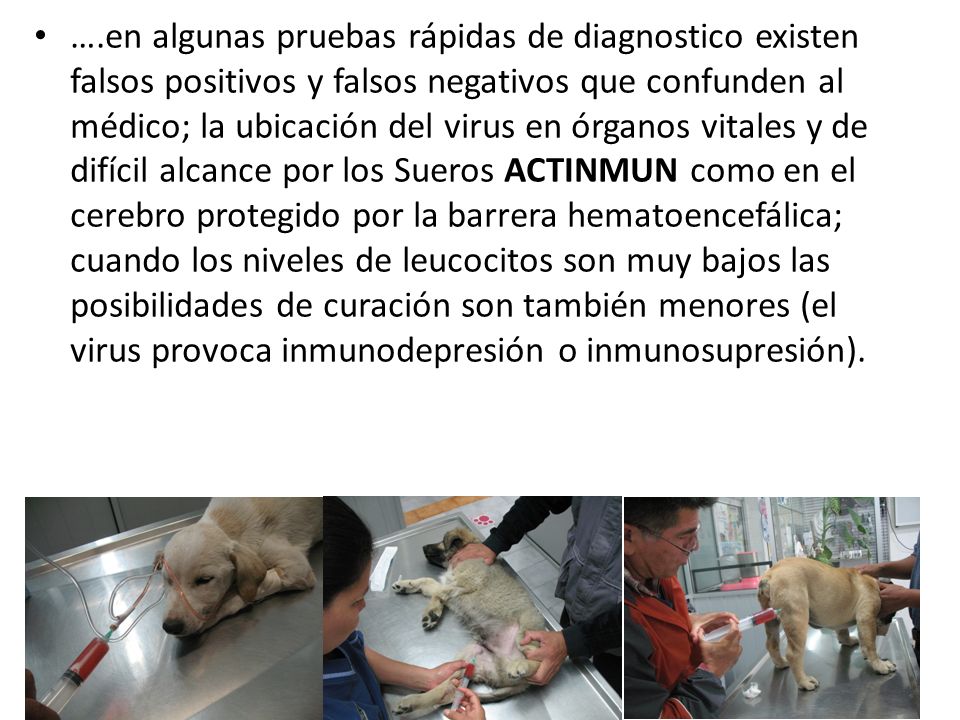 ….en algunas pruebas rápidas de diagnostico existen falsos positivos y falsos negativos que confunden al médico; la ubicación del virus en órganos vitales y de difícil alcance por los Sueros ACTINMUN como en el cerebro protegido por la barrera hematoencefálica; cuando los niveles de leucocitos son muy bajos las posibilidades de curación son también menores (el virus provoca inmunodepresión o inmunosupresión).