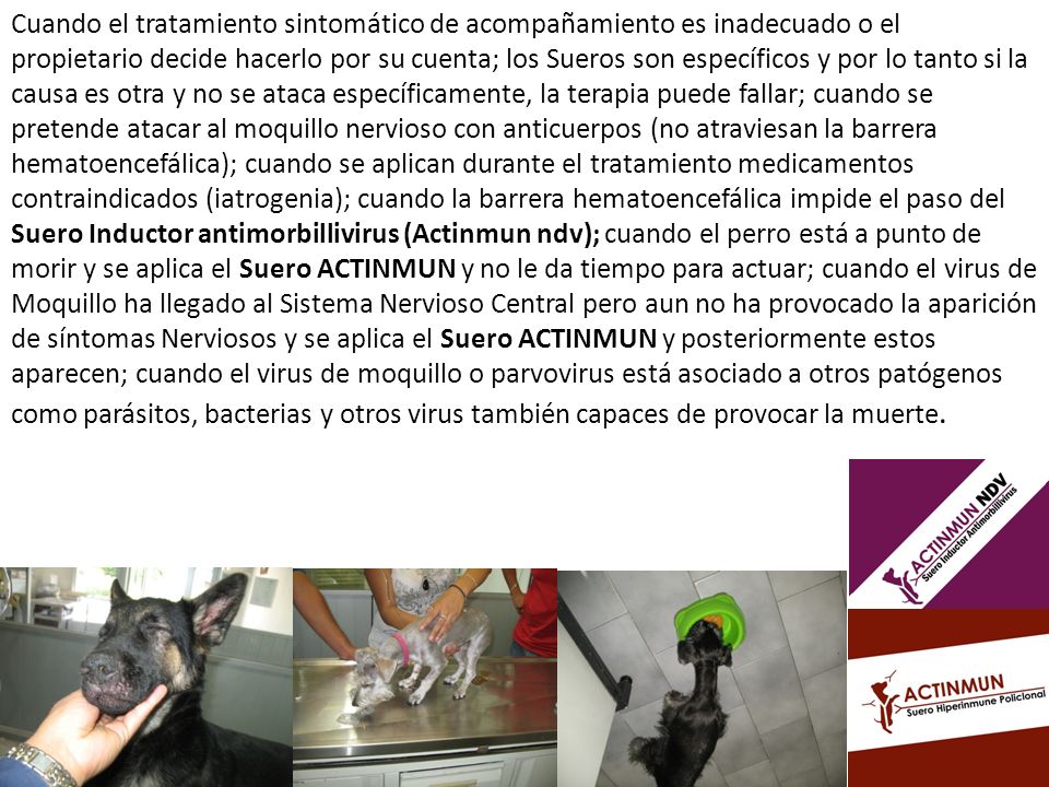 Cuando el tratamiento sintomático de acompañamiento es inadecuado o el propietario decide hacerlo por su cuenta; los Sueros son específicos y por lo tanto si la causa es otra y no se ataca específicamente, la terapia puede fallar; cuando se pretende atacar al moquillo nervioso con anticuerpos (no atraviesan la barrera hematoencefálica); cuando se aplican durante el tratamiento medicamentos contraindicados (iatrogenia); cuando la barrera hematoencefálica impide el paso del Suero Inductor antimorbillivirus (Actinmun ndv); cuando el perro está a punto de morir y se aplica el Suero ACTINMUN y no le da tiempo para actuar; cuando el virus de Moquillo ha llegado al Sistema Nervioso Central pero aun no ha provocado la aparición de síntomas Nerviosos y se aplica el Suero ACTINMUN y posteriormente estos aparecen; cuando el virus de moquillo o parvovirus está asociado a otros patógenos como parásitos, bacterias y otros virus también capaces de provocar la muerte.