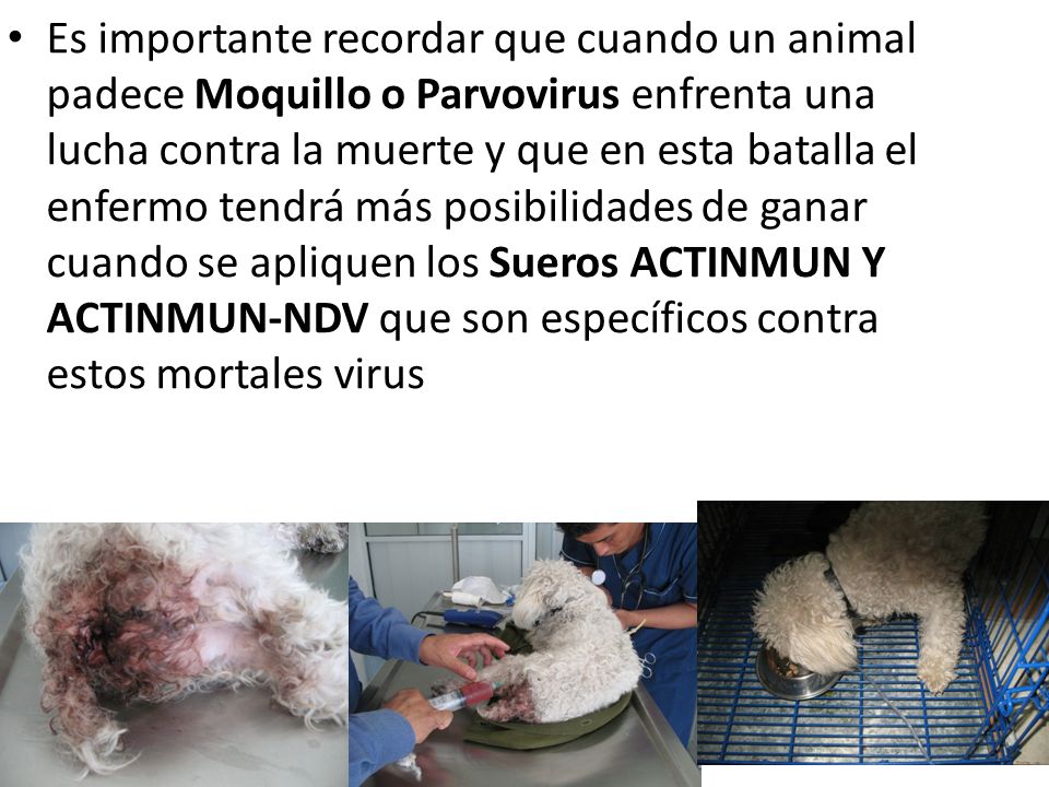 Es importante recordar que cuando un animal padece Moquillo o Parvovirus enfrenta una lucha contra la muerte y que en esta batalla el enfermo tendrá más posibilidades de ganar cuando se apliquen los Sueros ACTINMUN Y ACTINMUN-NDV que son específicos contra estos mortales virus