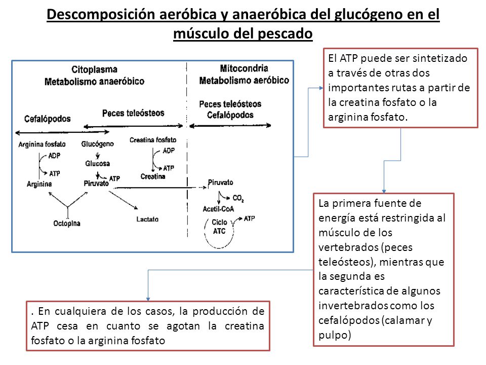 Descomposición aeróbica y anaeróbica del glucógeno en el músculo del pescado