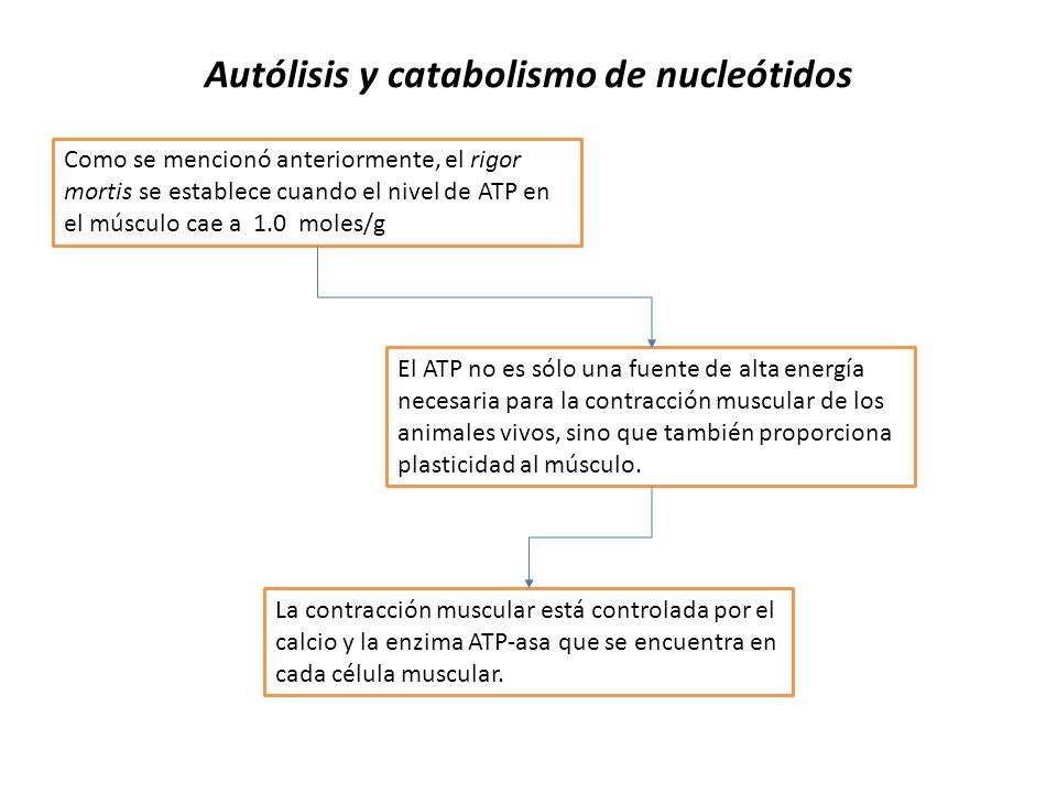 Autólisis y catabolismo de nucleótidos