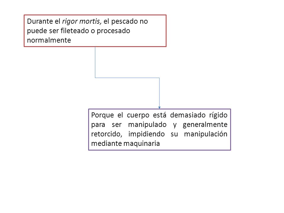 Durante el rigor mortis, el pescado no puede ser fileteado o procesado normalmente