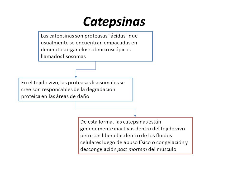 Catepsinas Las catepsinas son proteasas ácidas que usualmente se encuentran empacadas en diminutos organelos submicroscópicos llamados lisosomas.