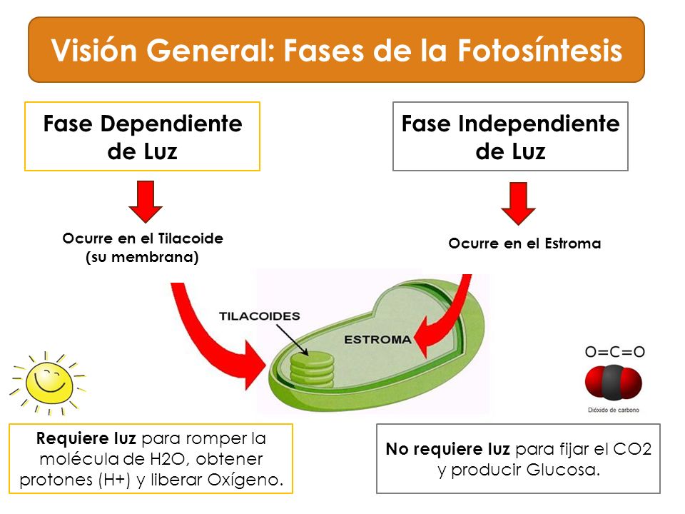 Fases de la fotosintesis wikipedia 21 Fases de la fotosintesis wikipedia 14