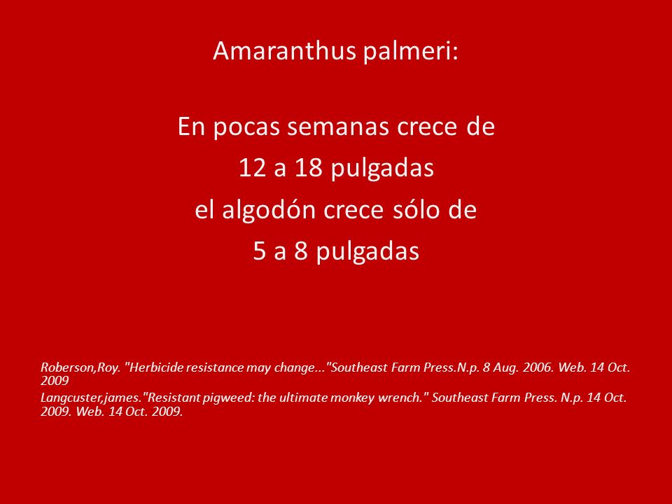 En pocas semanas crece de 12 a 18 pulgadas el algodón crece sólo de