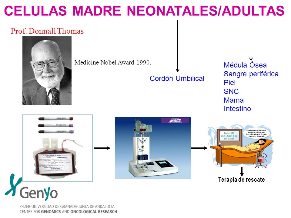 CELULAS MADRE NEONATALES/ADULTAS