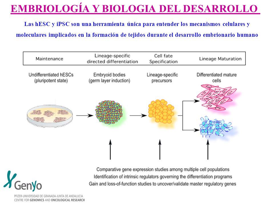 EMBRIOLOGÍA Y BIOLOGIA DEL DESARROLLO