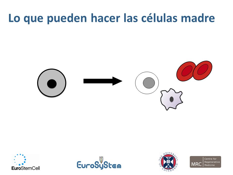 Lo que pueden hacer las células madre