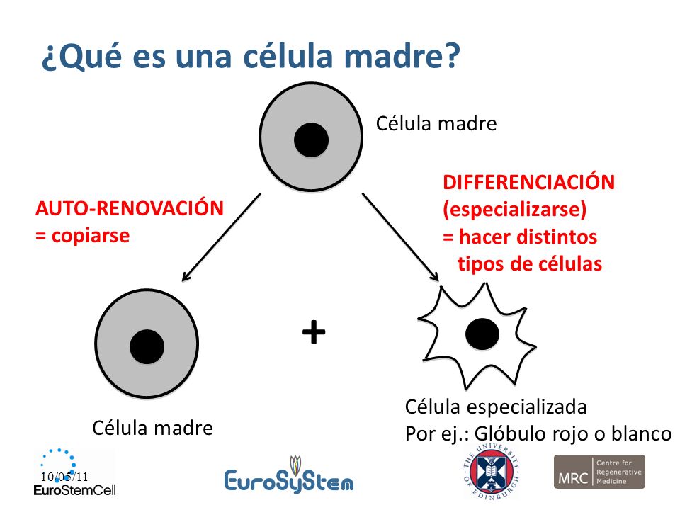 + ¿Qué es una célula madre Célula madre DIFFERENCIACIÓN