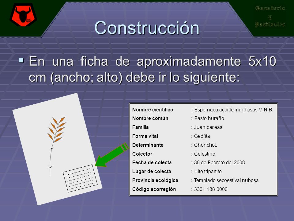 Construcción En una ficha de aproximadamente 5x10 cm (ancho; alto) debe ir lo siguiente: Nombre científico : Espernaculacoide manhosus M.N.B.