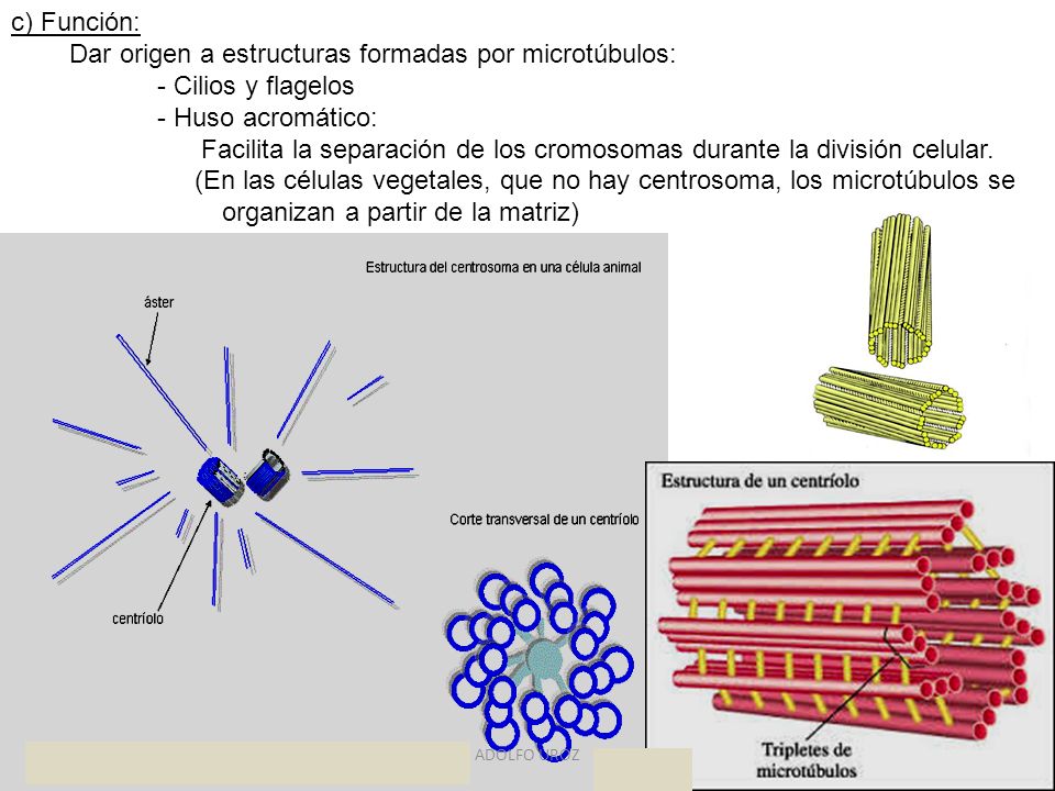 Dar origen a estructuras formadas por microtúbulos: