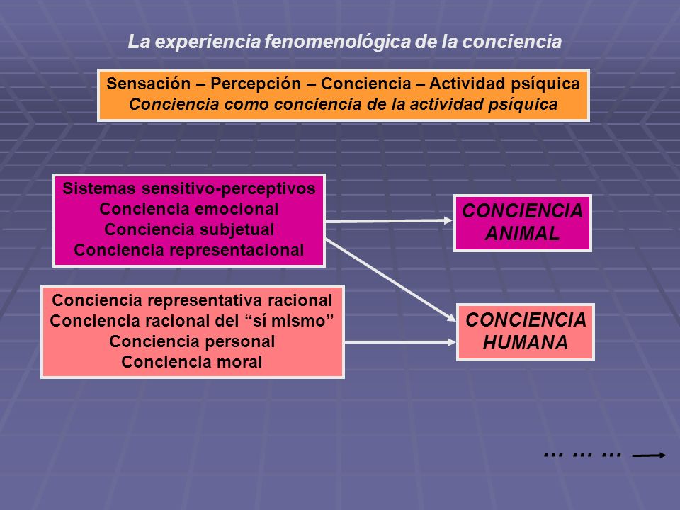 … … … La experiencia fenomenológica de la conciencia CONCIENCIA ANIMAL