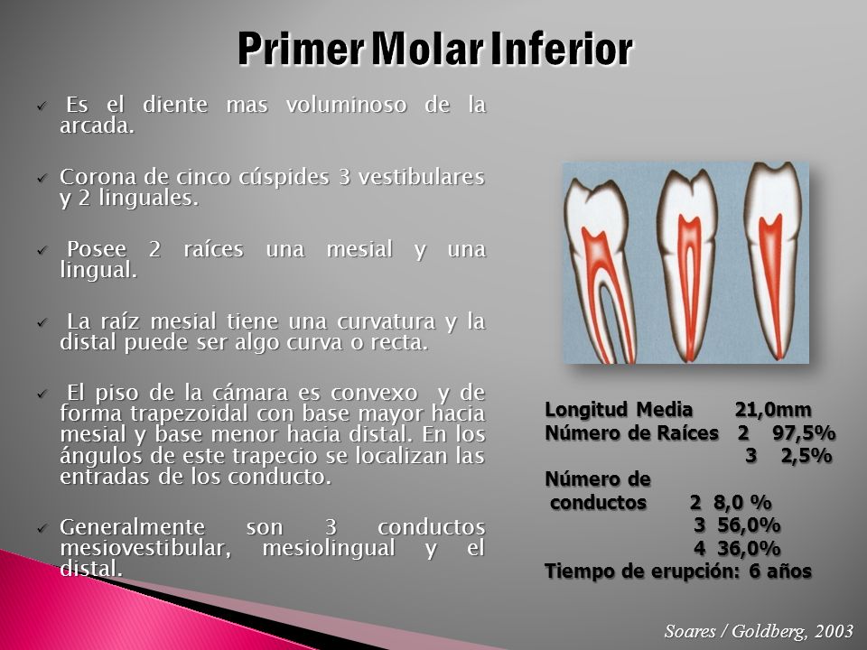 Primer Molar Inferior Es el diente mas voluminoso de la arcada. Corona de cinco cúspides 3 vestibulares y 2 linguales.