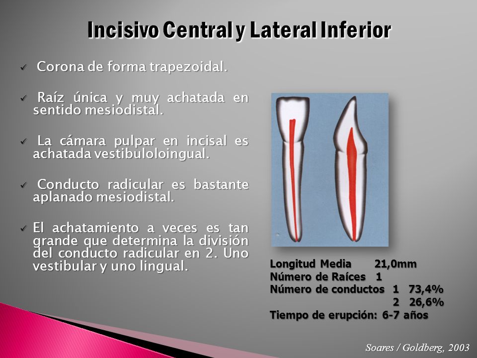 Incisivo Central y Lateral Inferior