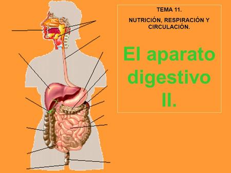 NUTRICIÓN, RESPIRACIÓN Y CIRCULACIÓN. El aparato digestivo II.