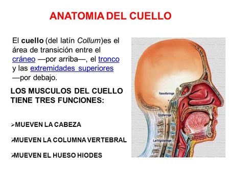 ANATOMIA DEL CUELLO El cuello (del latín Collum)es el área de transición entre el cráneo —por arriba—, el tronco y las extremidades superiores —por debajo.