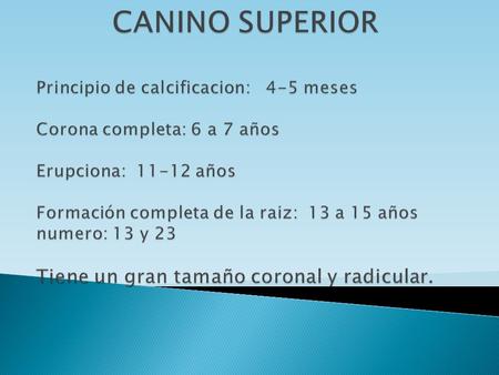 CANINO SUPERIOR Principio de calcificacion: 4-5 meses Corona completa: 6 a 7 años Erupciona: 11-12 años Formación completa de la raiz: 13 a 15.