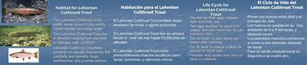 El Ciclo de Vida del Lahontan Cutthroat Trout