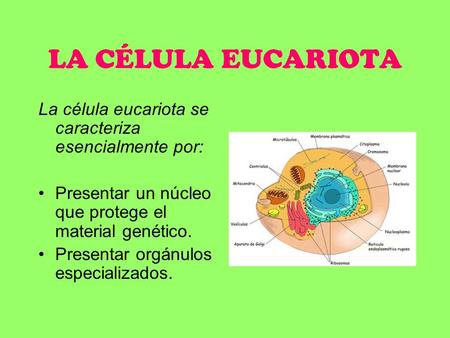 LA CÉLULA EUCARIOTA La célula eucariota se caracteriza esencialmente por: Presentar un núcleo que protege el material genético. Presentar orgánulos especializados.