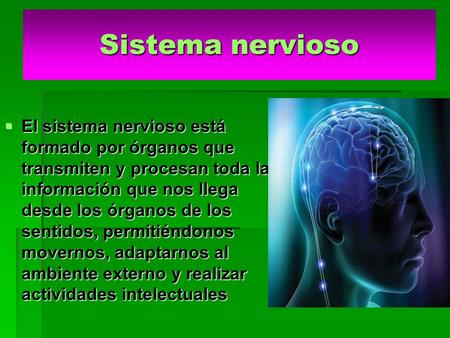 Sistema nervioso El sistema nervioso está formado por órganos que transmiten y procesan toda la información que nos llega desde los órganos de los sentidos,