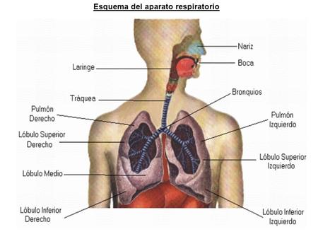 Esquema del aparato respiratorio