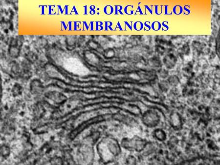 TEMA 18: ORGÁNULOS MEMBRANOSOS