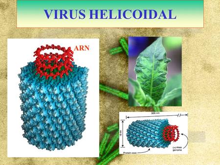 VIRUS HELICOIDAL                                                    ARN.