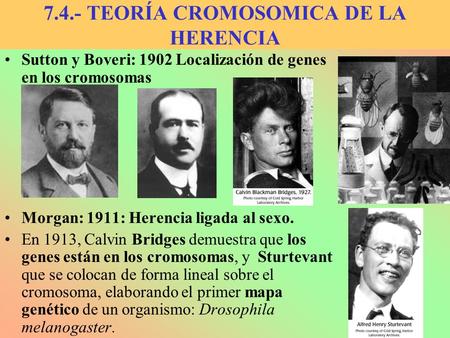 7.4.- TEORÍA CROMOSOMICA DE LA HERENCIA