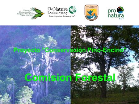 Proyecto Conservación Pino-Encino Comision Forestal.